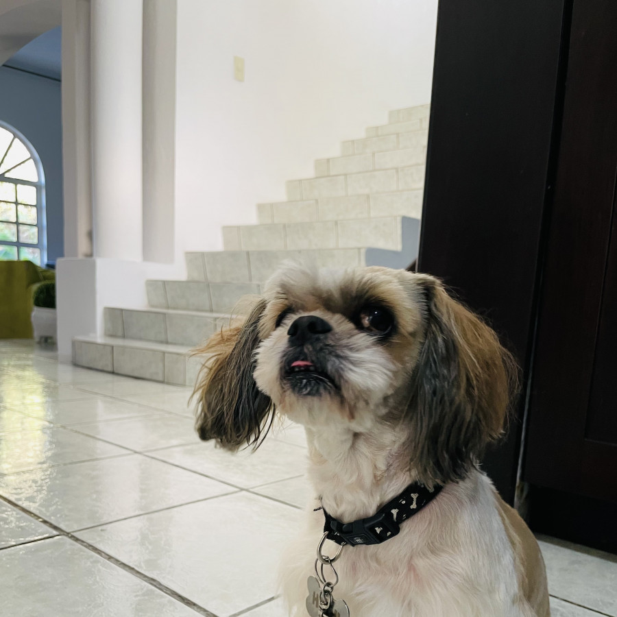 HACHI | Raza Shih Tzu  | Perdido