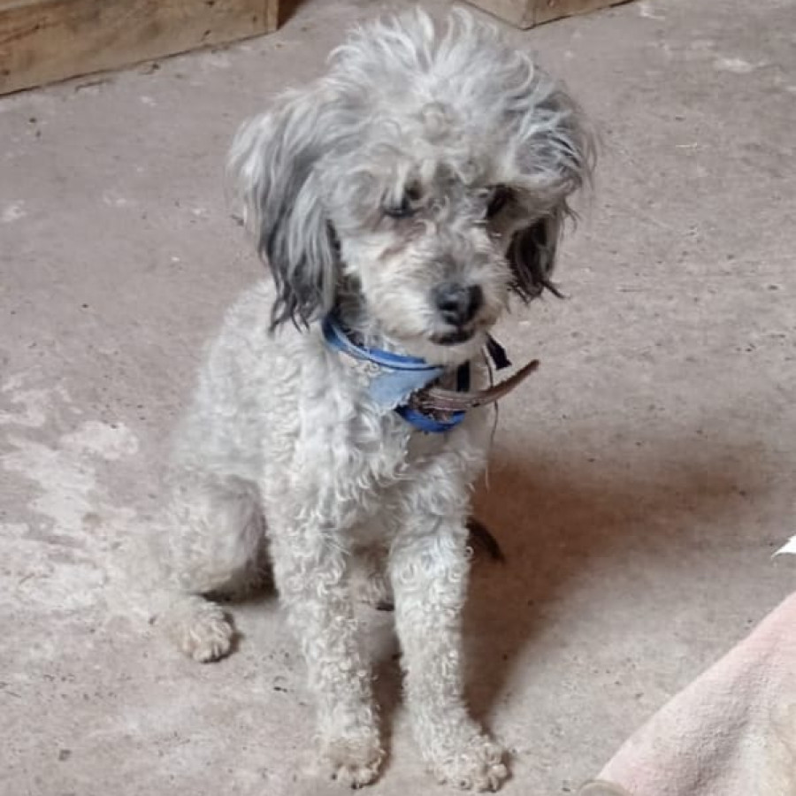 CHATA | Raza Mestiza, cruza de French Poodle con Schnauzer,  (Schnoodle) | Perdida