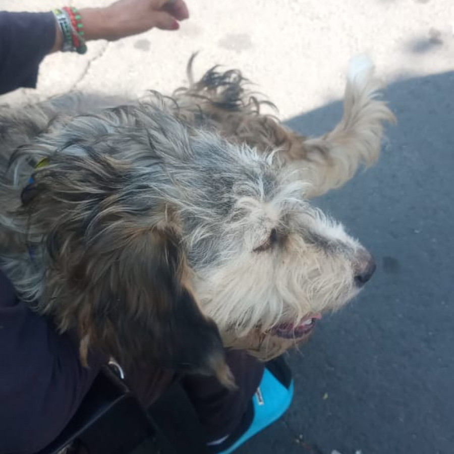  | Raza Mestiza,  cruza de Schnauzer | Encontrada