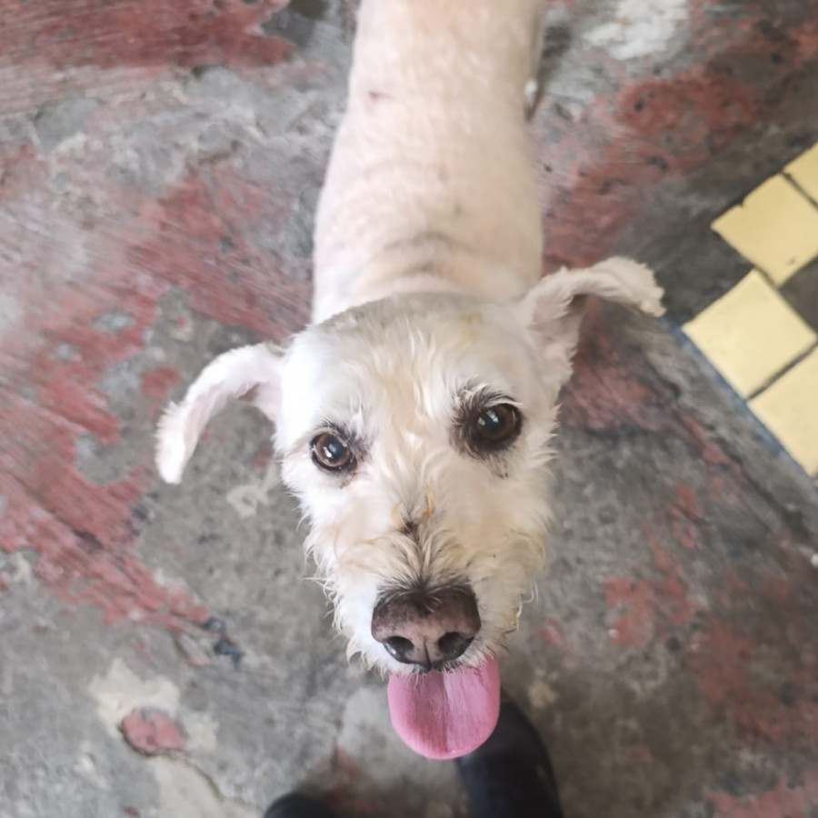  | Raza Mestizo | Encontrado