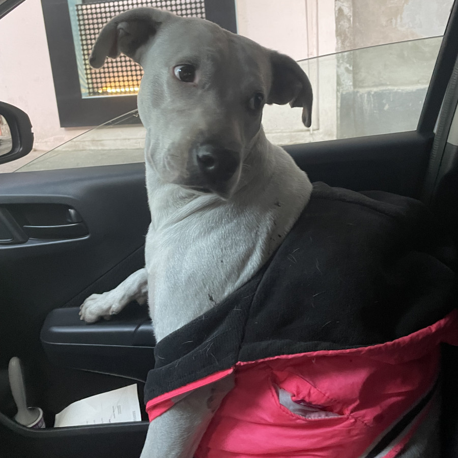  | Raza Mestiza, cruza de Labrador con American Pitbull Terrier | Encontrada