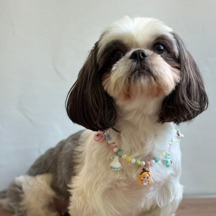 POLY | Raza Shih Tzu  | Perdida