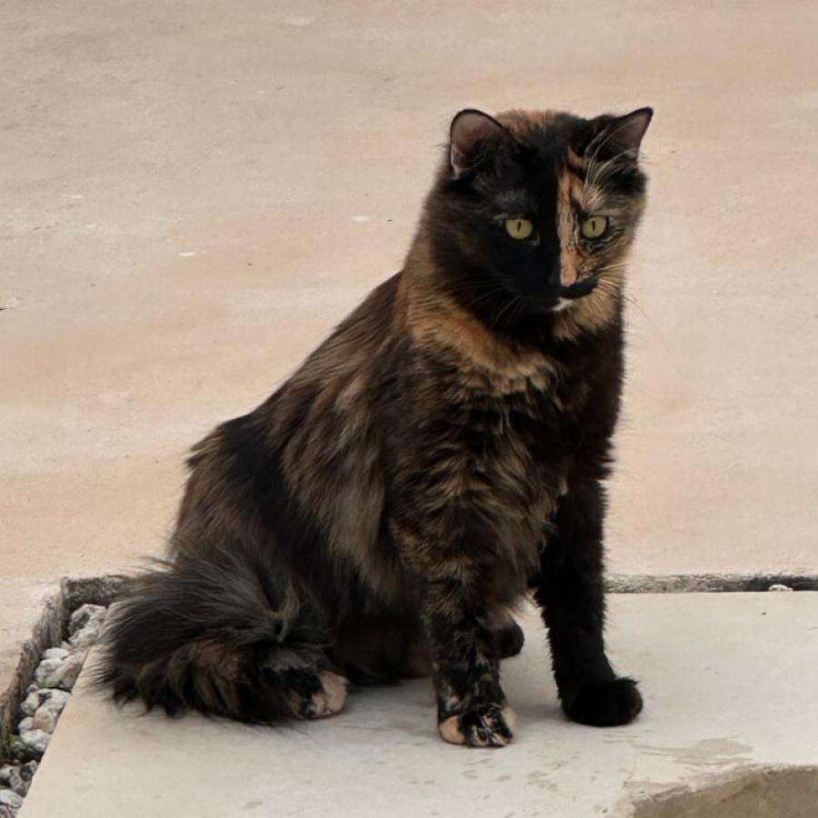 LULA | Raza Calicó de pelo semilargo | Final Feliz