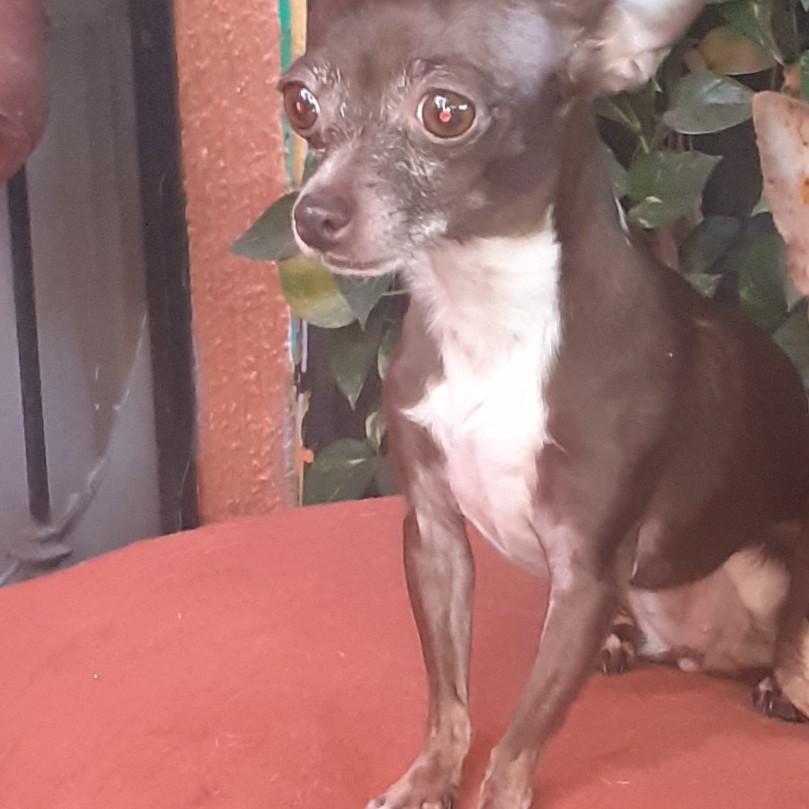 MORUCITA | Raza Chihuahua | Perdida