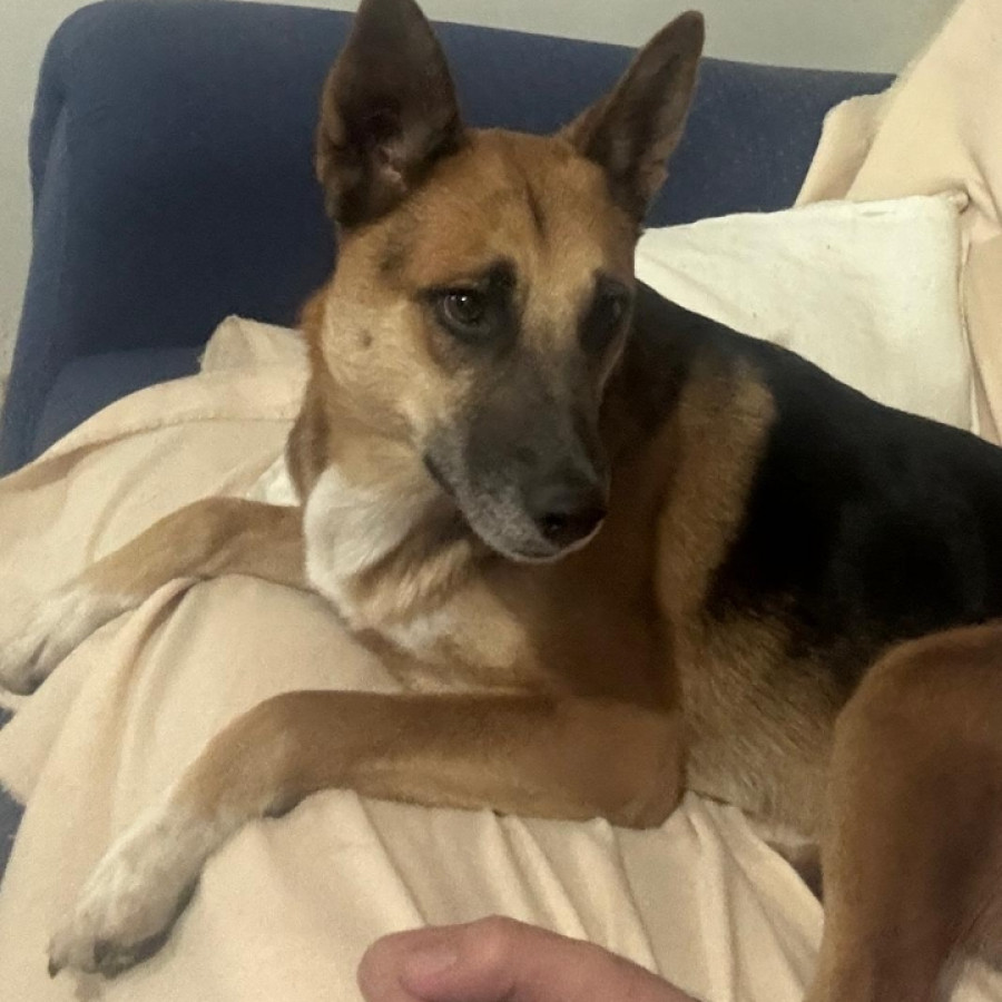 LOLA | Raza Mestiza, cruza de Pastor Alemán | Perdida