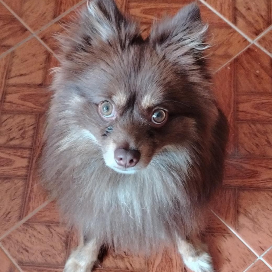 RICARDO | Raza Pomerania | Perdido
