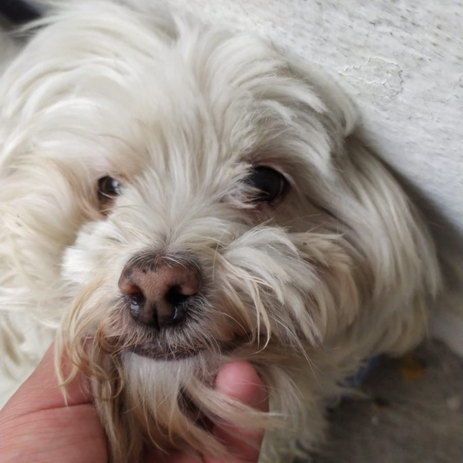 PELUDO (PERRITO CIEGO) | Raza French Poodle o Caniche | Final Feliz