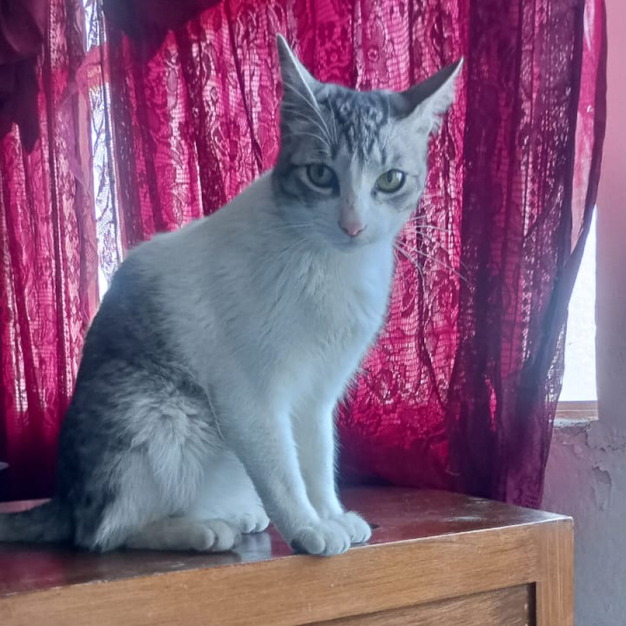 MARGOT | Raza Doméstico Americano de pelo corto | Perdido