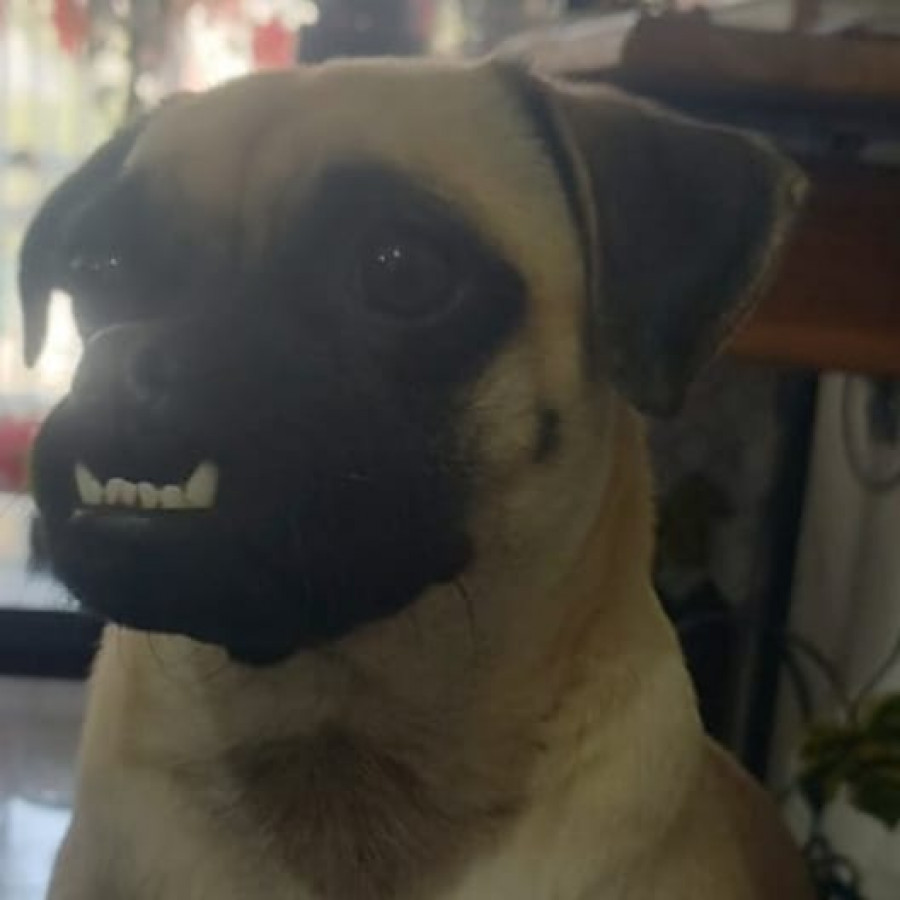 SASHA | Raza Pug o Carlin | Perdida