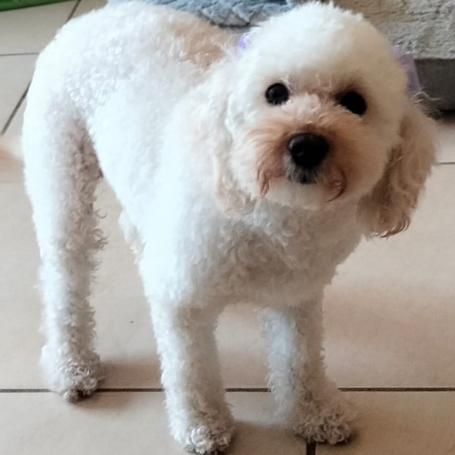 KALY | Raza French Poodle o Caniche | Perdida