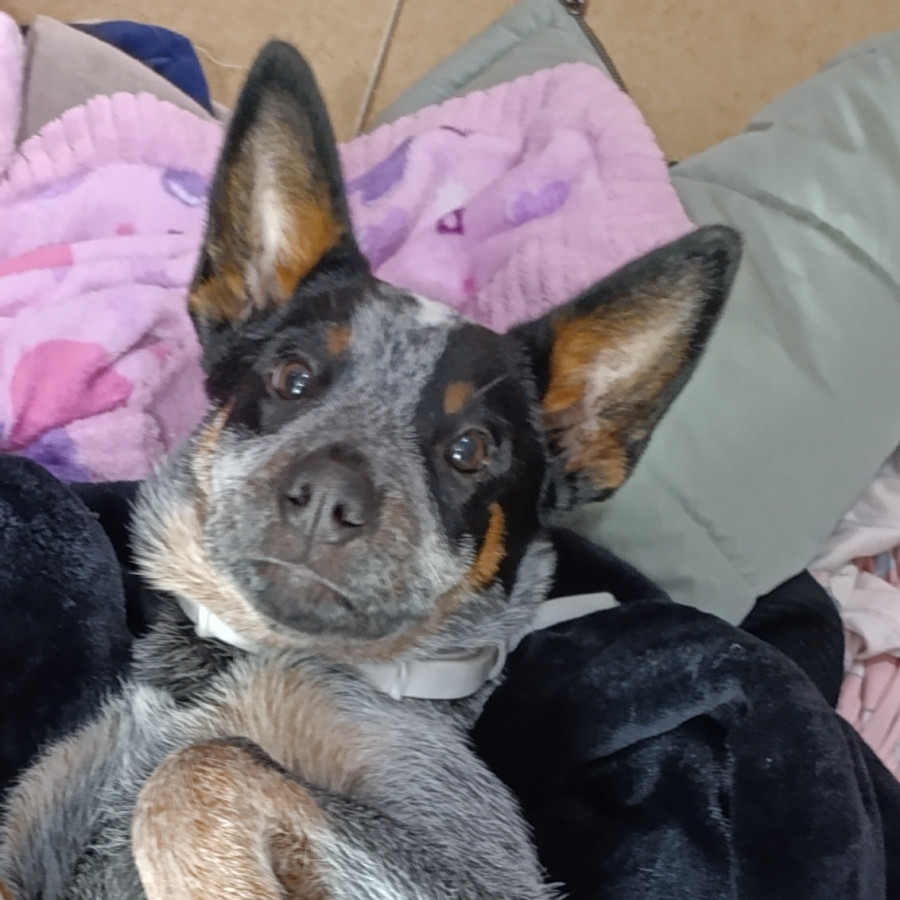 BLUEY | Raza Ganadero Australiano Blue Heeler  | Final Feliz