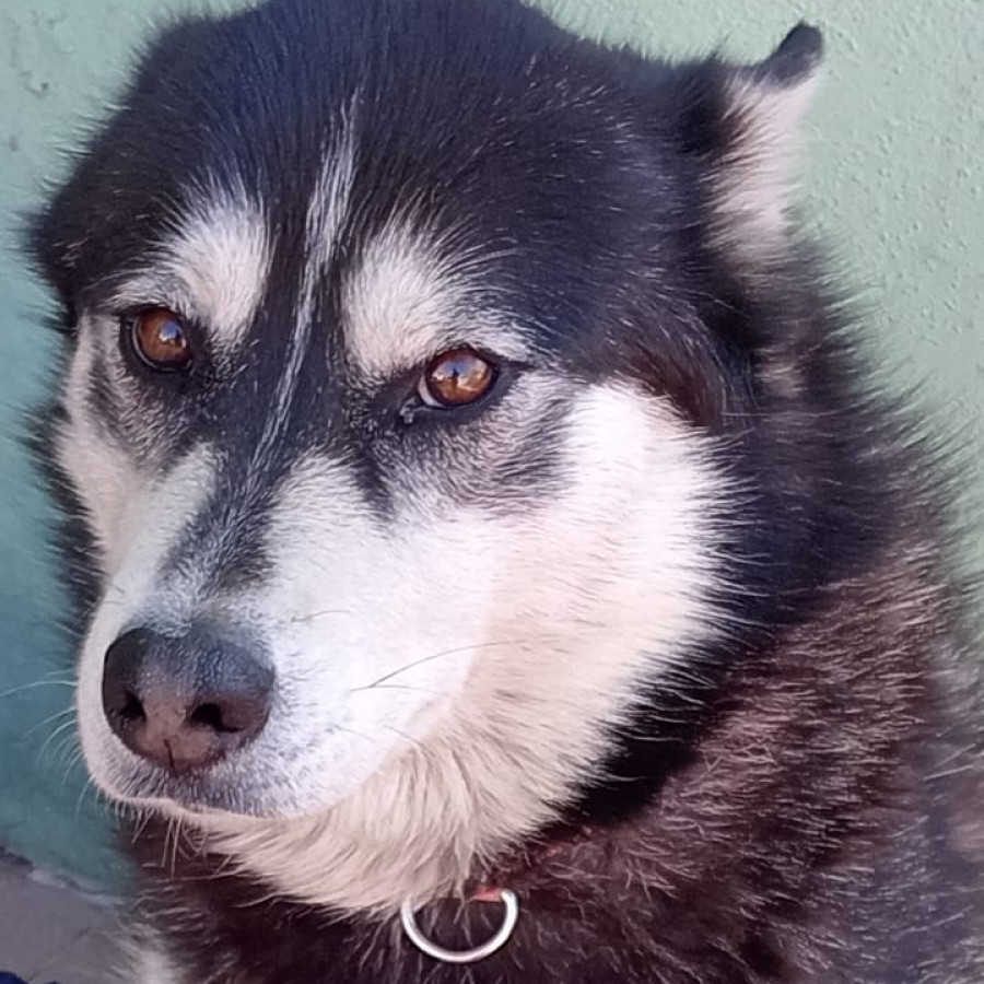 MAYA | Raza Husky Siberiano | Perdida