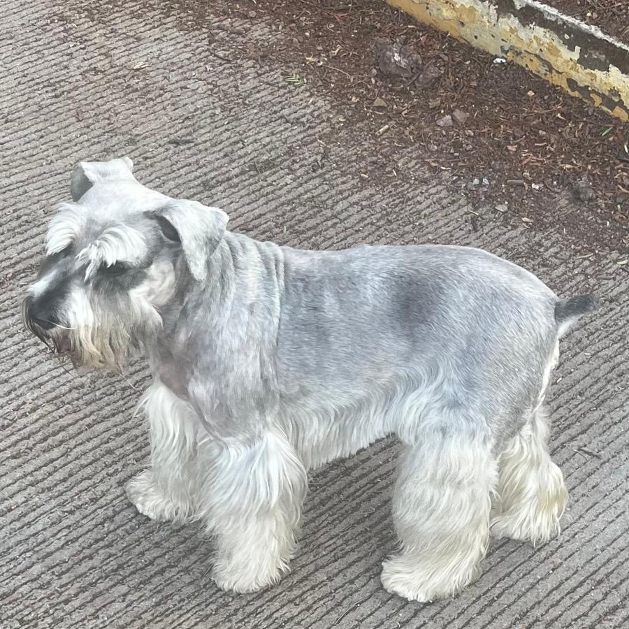 LOLA | Raza Schnauzer Estándar | Perdida
