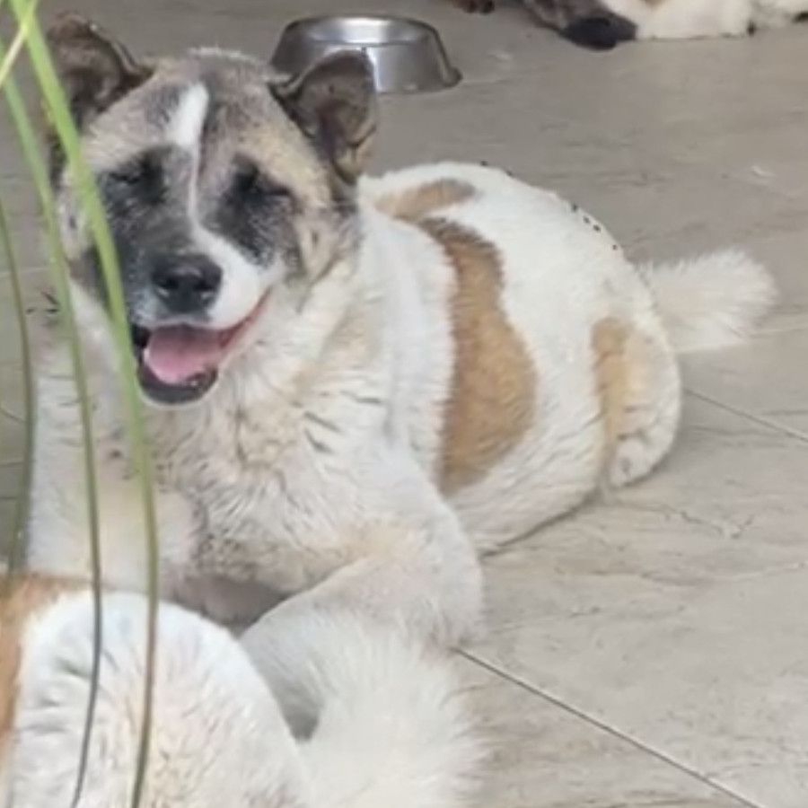 LILO | Raza Akita Americano   | Perdida