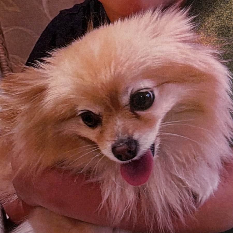 NAUMA | Raza Pomerania | Perdida