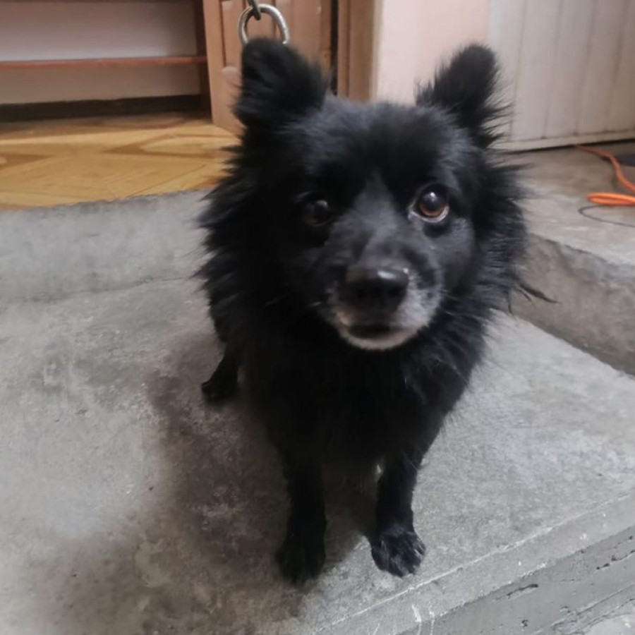  | Raza Pomerania | Final Feliz