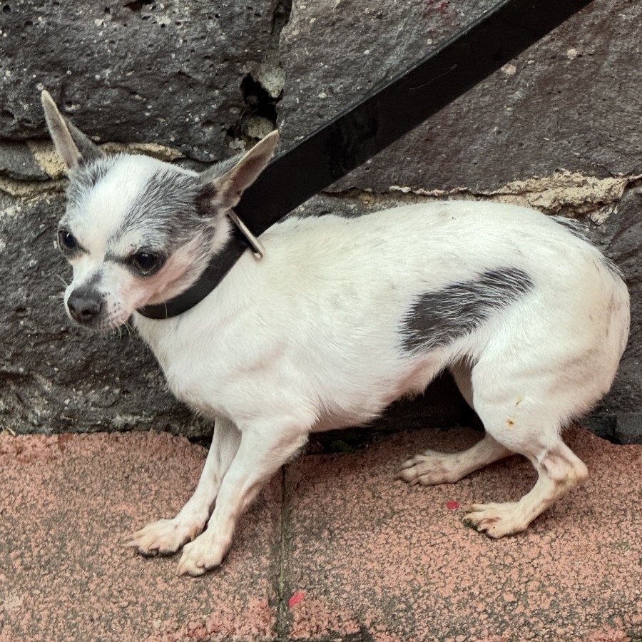  | Raza Chihuahua | Final Feliz