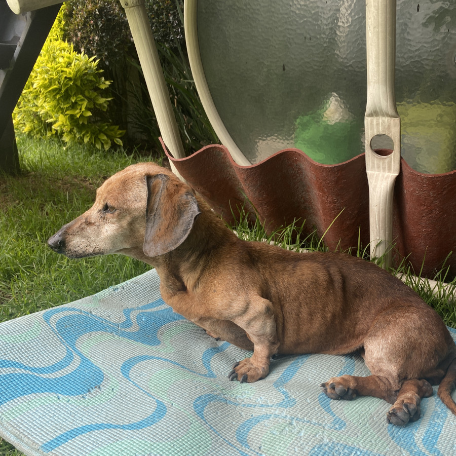  | Raza Dachshund o Salchicha  | Final Feliz