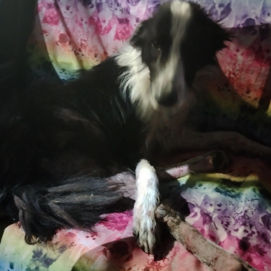  | Raza Border Collie  | Encontrado