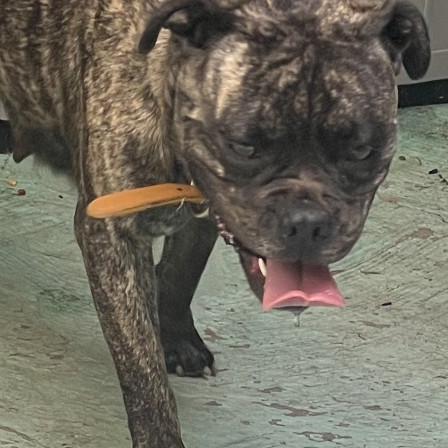  | Raza Mestiza, cruza de American Pitbull Terrier con Bulldog Francés | Encontrada
