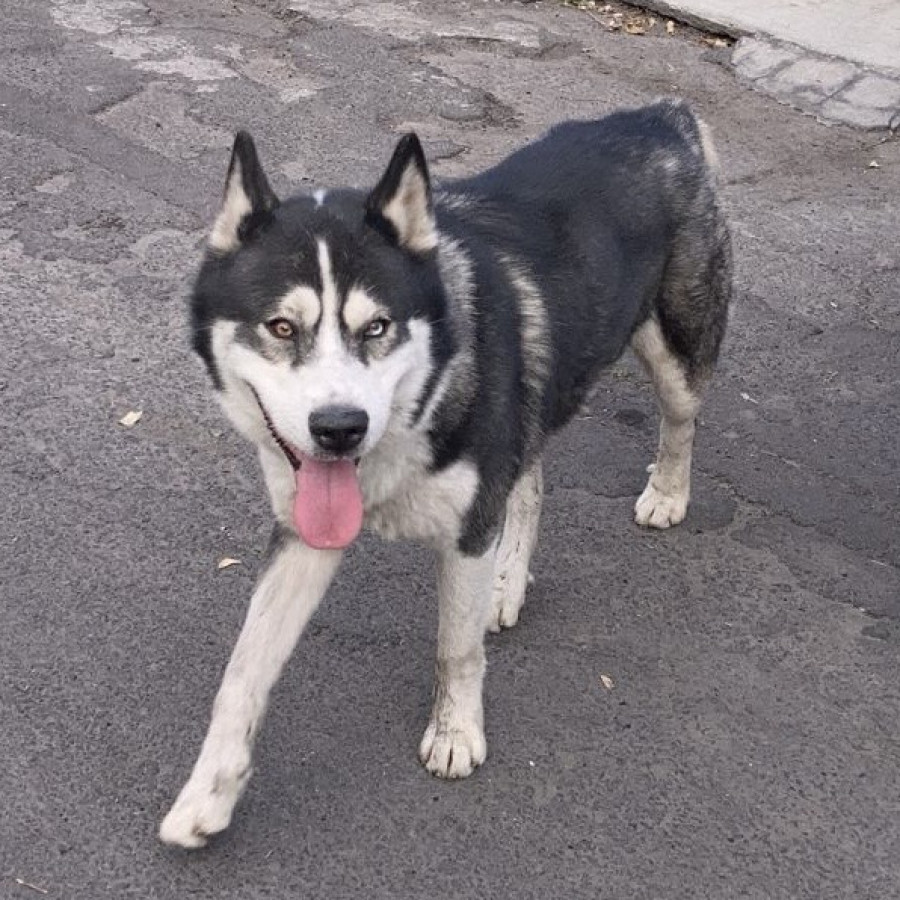  | Raza Husky Siberiano | Encontrado