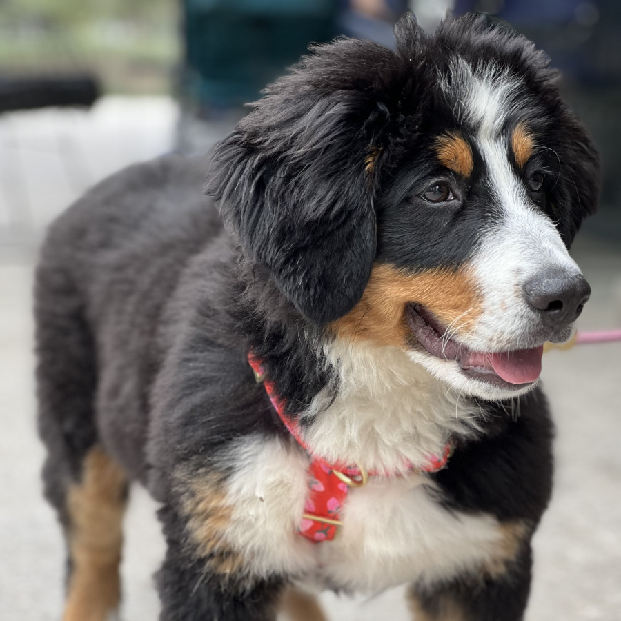 MILKA | Raza Bernés de la Montaña o Bouvier de Berna | Perdida
