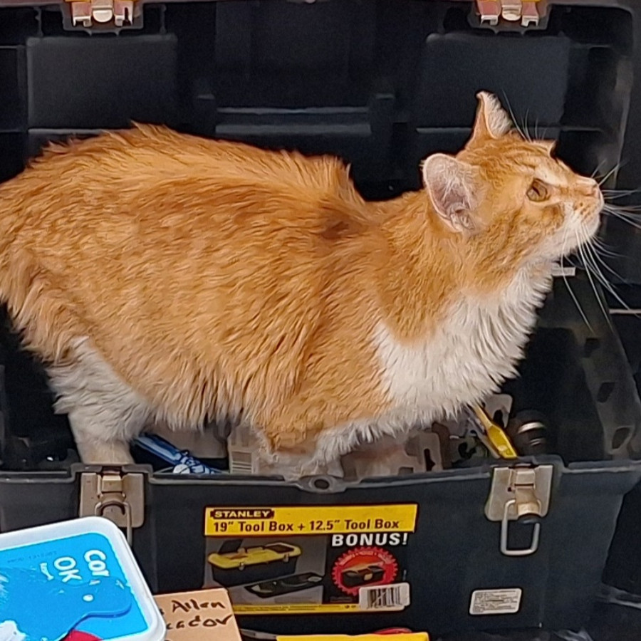 MICHI | Raza Doméstico Americano de pelo semilargo | Perdido