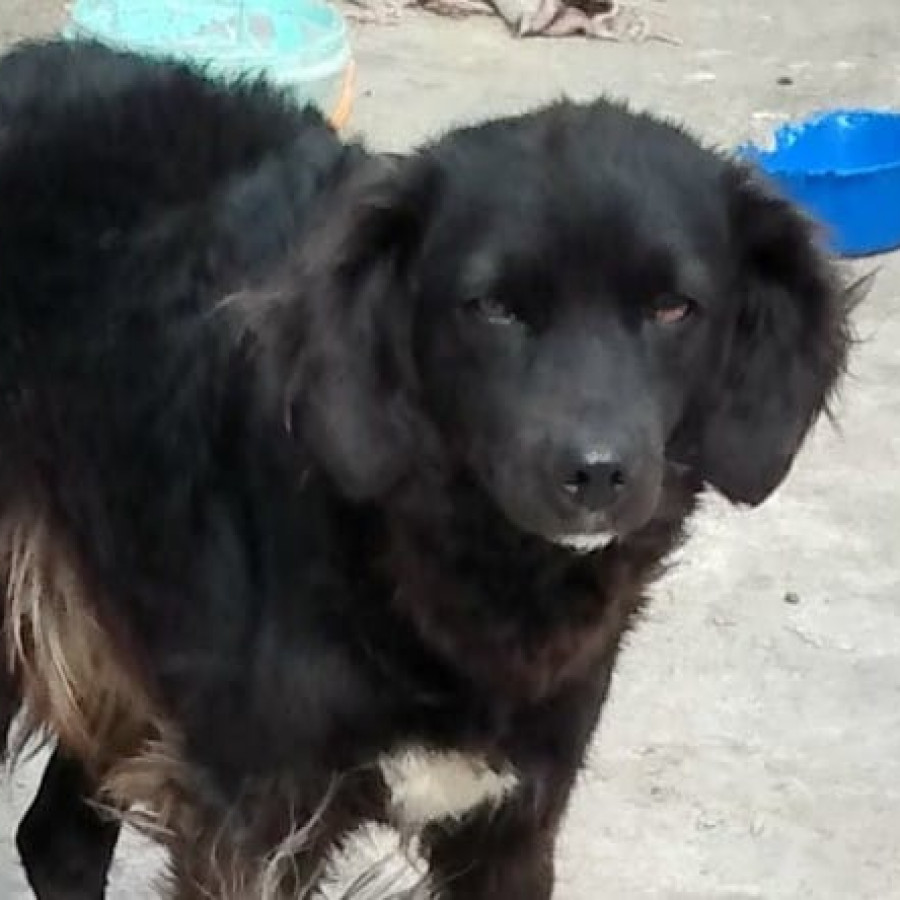 NITA | Raza Mestiza | Perdida