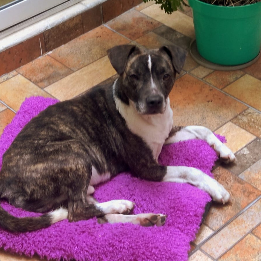  | Raza Mestizo,  cruza de American Pitbull Terrier | Encontrado