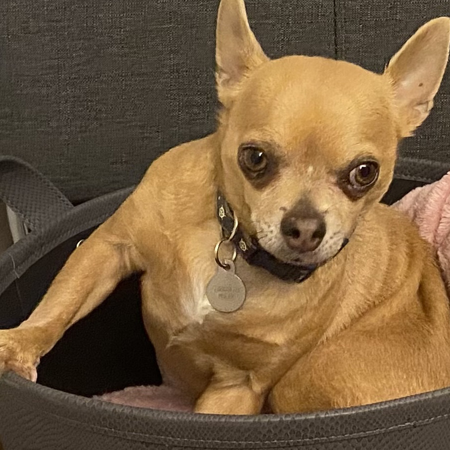 SCRAPY | Raza Chihuahua | Final Feliz