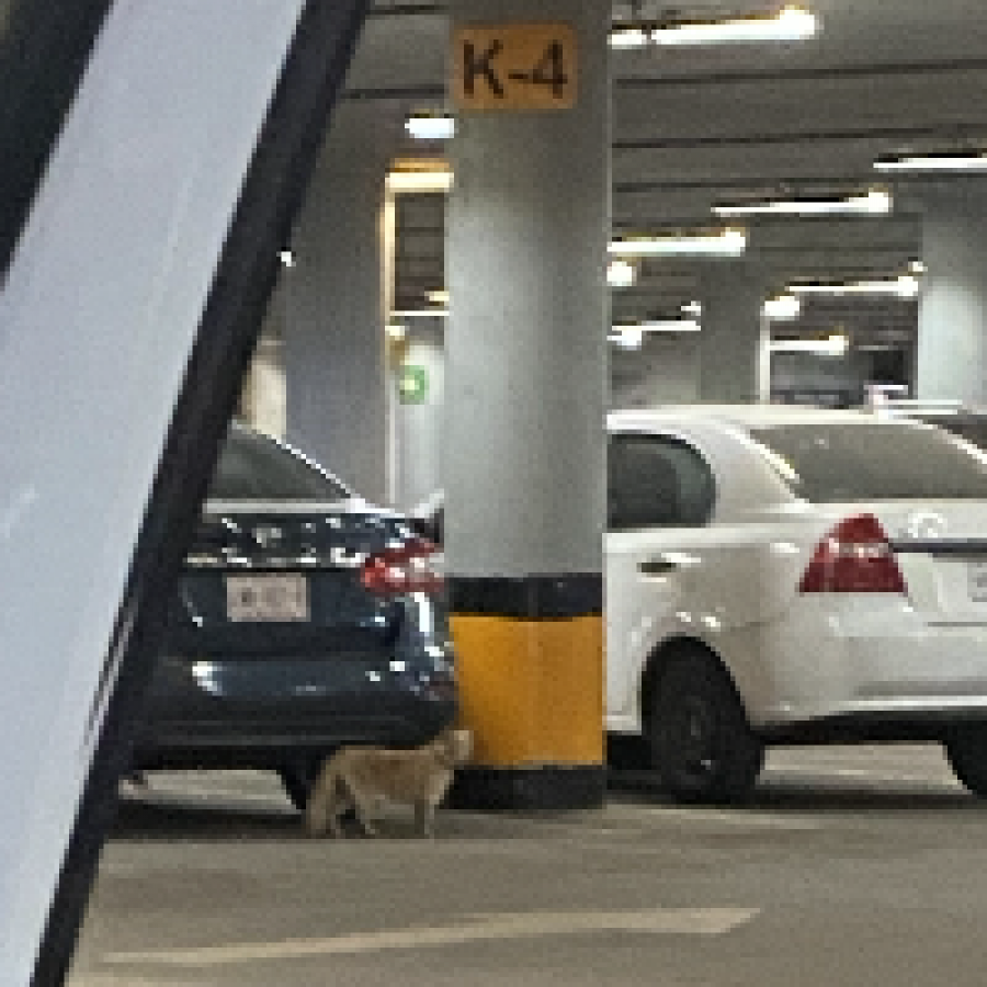  | Raza Doméstico Americano de pelo semilargo | Encontrado