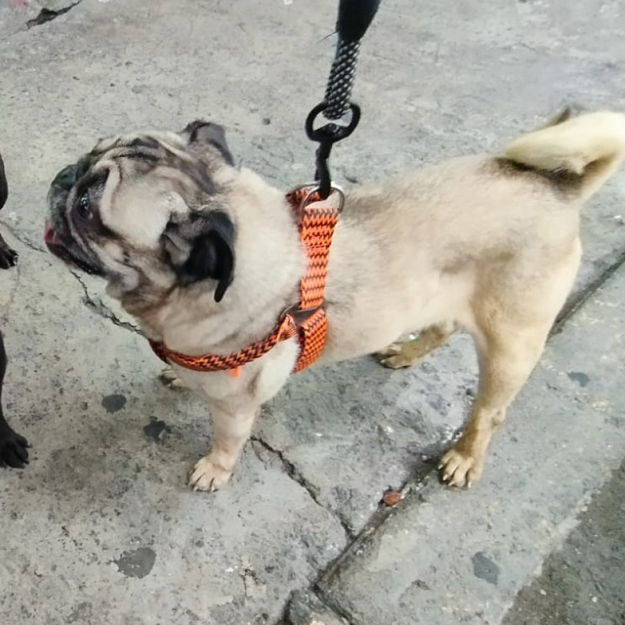 BENITO | Raza Pug o Carlin | Final Feliz