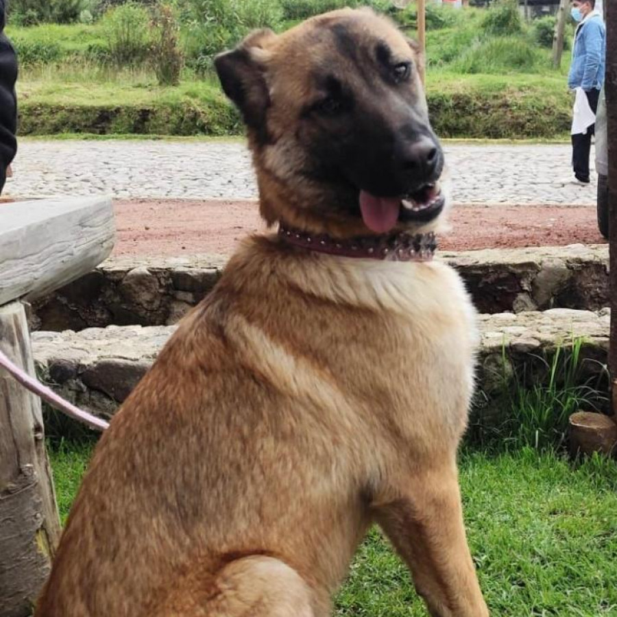 PATO | Raza Mestiza, cruza de Pastor Belga Malinois | Final Feliz