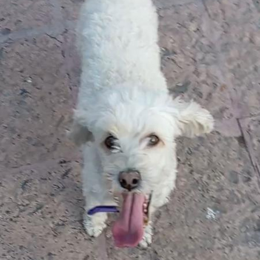SUKY | Raza Mestiza, cruza de French Poodle | Perdida