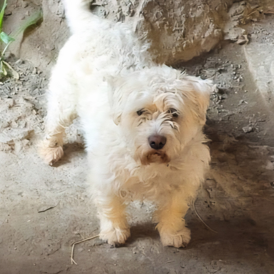 MINATO | Raza Mestizo, cruza de Maltés | Perdido