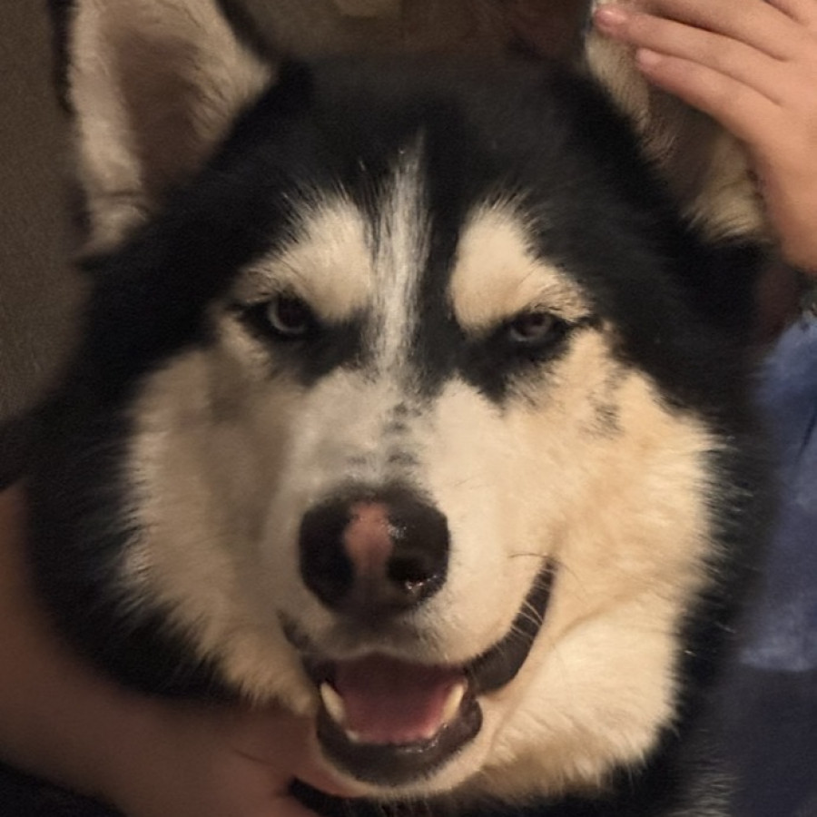 LOBO | Raza Husky Siberiano | Perdido