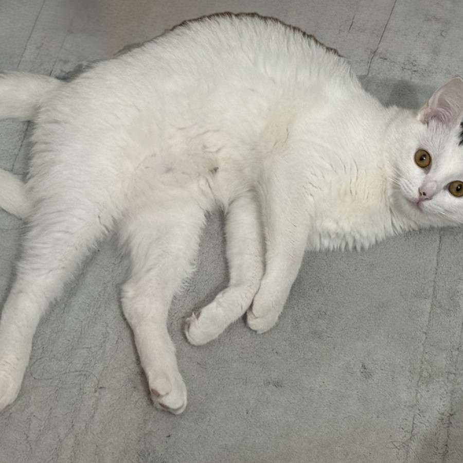 TENSHI | Raza Doméstico Américano de Pelo Corto | Perdida