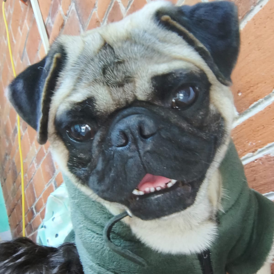 VOLDY | Raza Pug o Carlin | Perdido