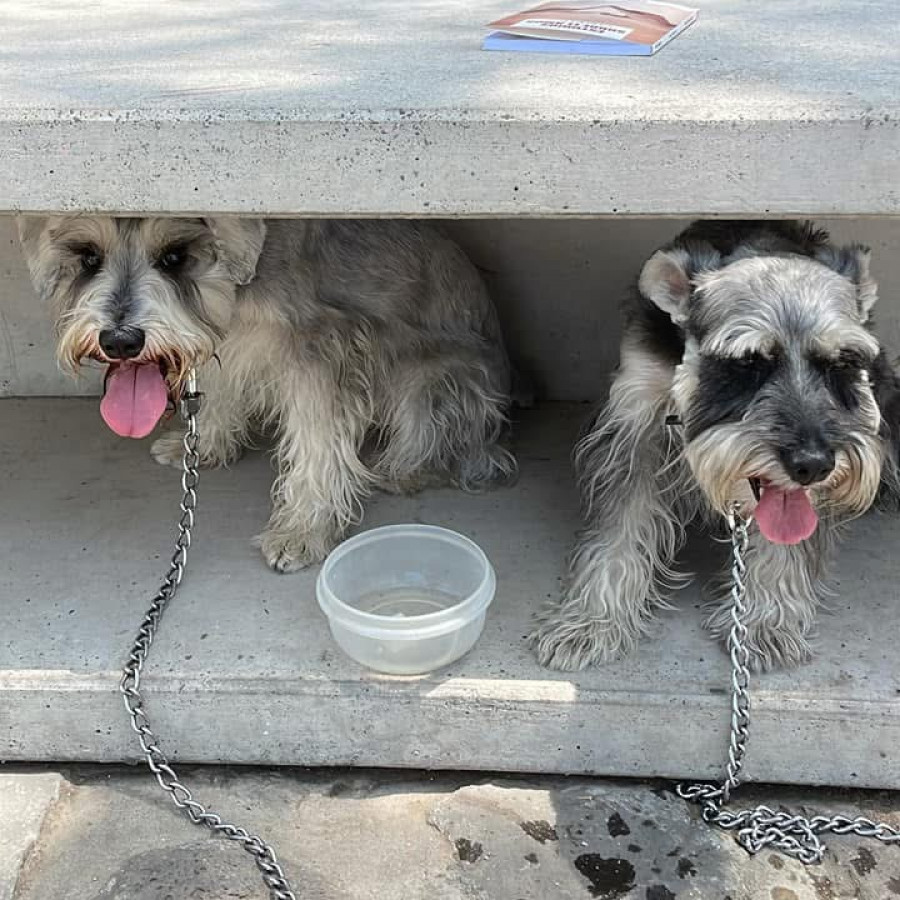 FREDDO Y BRUNNO | Raza Schnauzer | Perdido