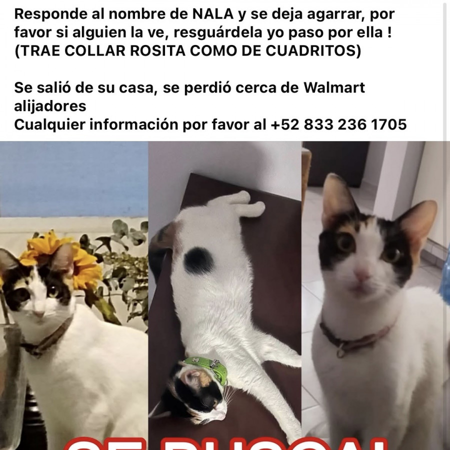 NALA | Raza Calicó de pelo corto | Final Feliz