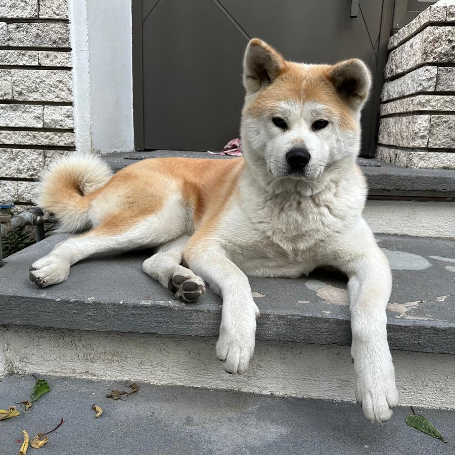 NALA | Raza Akita Inú o Akita Japonés | Final Feliz