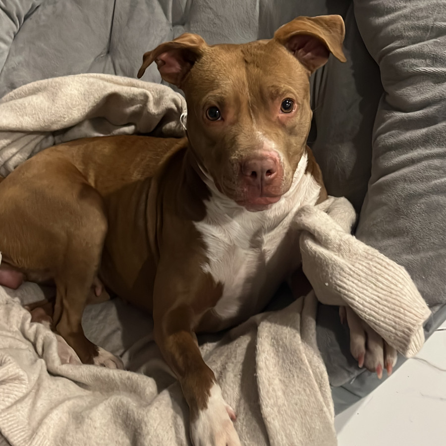  | Raza Mestiza, cruza de American Pitbull Terrier | Encontrada