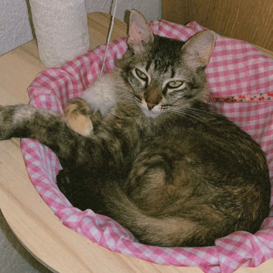 FRANCHY | Raza Doméstico Americano de pelo semilargo | Final Feliz