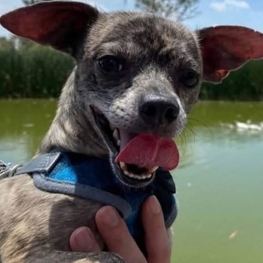 BACACHO | Raza Chihuahua | Perdido