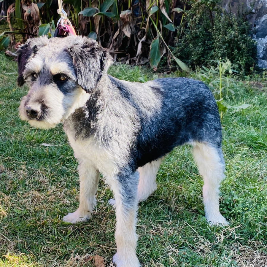 GRECIA | Raza Mestiza, cruza de French Poodle con Schnauzer,  (Schnoodle) | Final Feliz