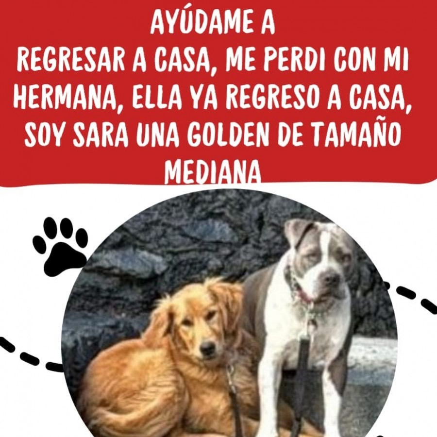 SARA | Raza Golden Retriever  | Perdida