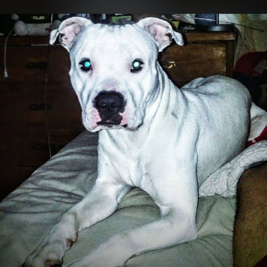 IBRA | Raza American Pitbull Terrier | Final Feliz