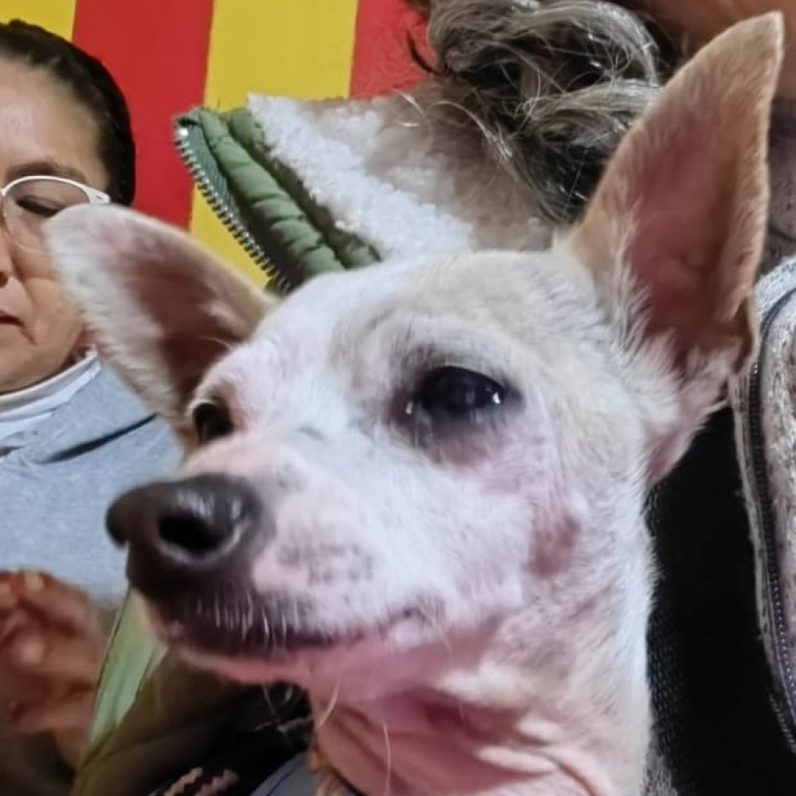 PAPI | Raza Chihuahua | Perdido