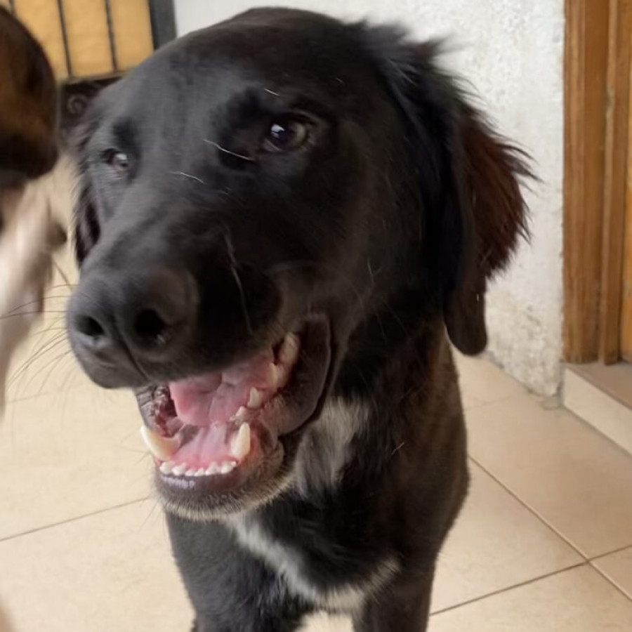 REMI | Raza Mestizo, posible cruza de Labrador | En Adopción