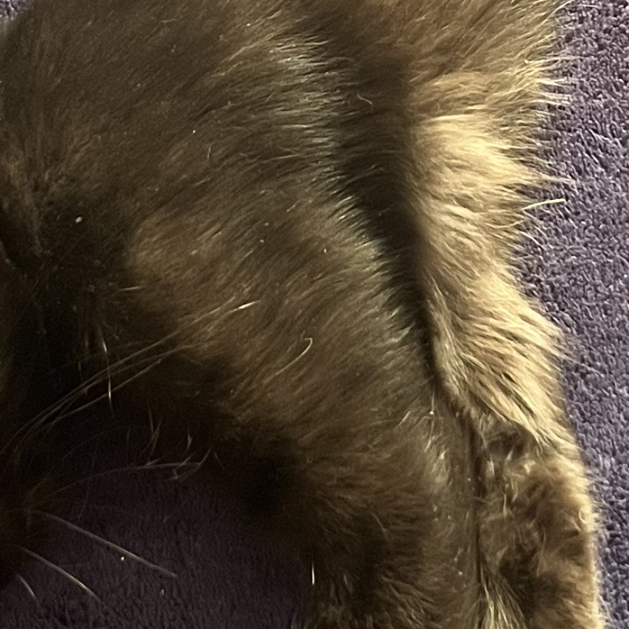 FRIJOL | Raza Angora Turco Negro | Perdido